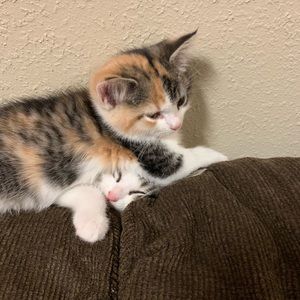 Meet your Posher, Audrey